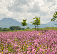 fileadmin/roha/images_galerie/Baum-natur-garten/Natur-Wildblumen-Landschaft/BL-WIESE-TEIS-PAT-0008-D-roha-Blumenwiese-Patting-Teisendorf.png