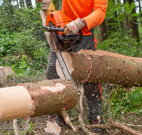 fileadmin/roha/images_galerie/Landwirtschaft/Forst-Holzknecht/HOLZKNE-0004-2018-1358-03-D-roha-Holzknecht-Teisenberg-Baum-Fichte-Motorsaege.png