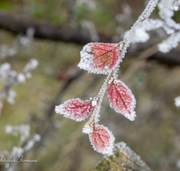 fileadmin/roha/images_galerie/Winter/WINT-BLATT-RAUHR-0008-D-roha-Winter-Blatt-Rauhreif.png