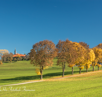 fileadmin/roha/images_galerie/orte_landschaft/Anger/Anger/AN-STEINH-ALLEE-0005-D-roha-Anger-Steinhoegl-Allee-Herbst.png