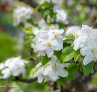 fileadmin/roha/images_galerie/Baum-natur-garten/Baeume/BAUM-APF-BLUE-0001-03-D-roha-Baum-Apfelbaum-Bluete-Knospe-Apfel-Obst-Obstbaum.png