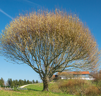 fileadmin/roha/images_galerie/Baum-natur-garten/Baeume/BAUM-PALM-WEID-0031-D-roha-Baum-Weide-Palmkaetzchen.png