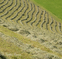 fileadmin/roha/images_galerie/Landwirtschaft/LANDW-EXPON-FUER-0016-D-roha-Landwirtschaft-exponiert-Anger-Fuermann-Alm-Heu.png