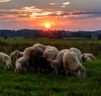 fileadmin/roha/images_galerie/Tiere/Kuh-Schaf-Pferd-Ziege/TIE-SCHAF-HAARM-SO-0001-1902-D-roha-Tiere-Schaf-Sonnenuntergang-Haarmoos.png