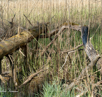 fileadmin/roha/images_galerie/orte_landschaft/Bad_Reichenhall/BAD-REI-THUM-0021-D-roha-Bad-Reichenhall-Thumsee-Totholz.png