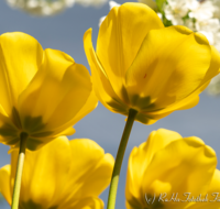 fileadmin/roha/images_galerie/Hintergrund-Download/1024x800/BL-HAUSG-TULP-0040-01-D-roha-Hausgarten-Blumen-Tulpen-Tulipa-Fruehling-gelb.png