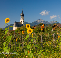 fileadmin/roha/images_galerie/orte_landschaft/Ainring/AINR-FELDK-0010-D-roha-Ainring-Feldkirchen-Hochstaufen-Obst-Apfel-Sonnenblume.png