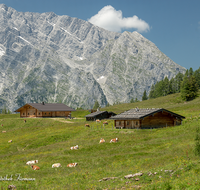 fileadmin/roha/images_galerie/orte_landschaft/Berchtesgaden/Jenner-Schoenau/BGD-JENN-GOTZ-0001-09-D-roha-Berchtesgaden-Jenner-Gotzen-Alm-Watzmann-Kuh.png