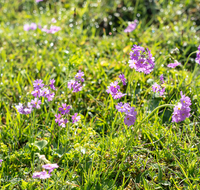 fileadmin/roha/images_galerie/Baum-natur-garten/Natur-Wildblumen-Landschaft/BL-BERG-PRIM-0001-D-roha-Blumen-Gebirge-Mehlprimel-Primula-farinosa-Bindalm.png