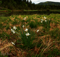 fileadmin/roha/images_galerie/Baum-natur-garten/Natur-Wildblumen-Landschaft/INZ-FALKS-NARZ-0003-D-roha-Inzell-Falkense-Wildnarzissen.png