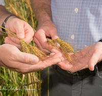 fileadmin/roha/images_galerie/Landwirtschaft/WIENINGER-LANDW-0002-D-roha-Wieninger-Brauerei-Landweizen-Aehre-Hand-Landwirtschaft.png