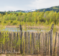 fileadmin/roha/images_galerie/orte_landschaft/Ainring/AINR-MOOR-0006-0-D-roha-Ainring-Moor-See-Ulrichshoegl-Zaun.png