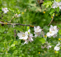 fileadmin/roha/images_galerie/Baum-natur-garten/Baeume/BAUM-APF-BLUE-0001-08-D-roha-Baum-Apfelbaum-Bluete-Knospe-Apfel-Obst-Obstbaum.png