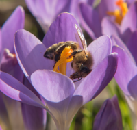 fileadmin/roha/random/galerie/BL-KROK-0014-11-D-roha-Blumen-Krokus-Fruehling-lila-Biene-crocus-Anthophila.png