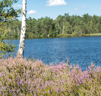 fileadmin/roha/Interessantes-in-Kurzform/PE-SCHOENR-MOOR-0032-1-02-D-roha-Petting-Schoenramer-Moor-See-Erika-Heidekraut-Wasser.png