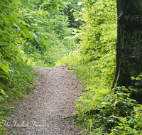 fileadmin/roha/images_galerie/wege/WEGE-TEIS-VERS-0004-D-roha-Weg-Teisendorf-Verschoenerungsweg-Wald.png