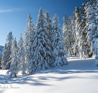 fileadmin/roha/images_galerie/Winter/WINT-BGD-ROS-0011-D-roha-Winter-Wald-Berchtesgaden-Schnee-Fichten-Rossfeld.png