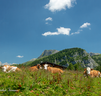 fileadmin/roha/images_galerie/orte_landschaft/Berchtesgaden/Jenner-Schoenau/BGD-JENN-GOTZ-KUH-0002-D-roha-Berchtesgaden-Jenner-Gotzen-Alm-Kuh.png