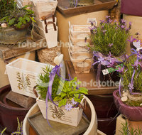 fileadmin/roha/images_galerie/Baum-natur-garten/Gaertnerei/BL-GAERTN-0034-D-roha-Blumen-Gewaechshaus-Gaertnerei-Dekoration-Dekomaterial-Ausstellung-Kraeuter-Rosmarin-Salbei-Melisse.jpg