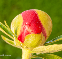 fileadmin/roha/images_galerie/Baum-natur-garten/Blumengarten-Blumen/BL-HAUSG-PFI-0029-D-roha-Blumen-Hausgarten-Pfingstrose-Paeoniaceae-Knospe.png