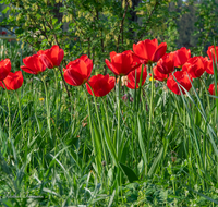 fileadmin/roha/images_galerie/Baum-natur-garten/Blumengarten-Blumen/BL-HAUSG-TULP-0041-02-D-roha-Hausgarten-Blumen-Tulpen-Tulipa-Fruehling-rot.png