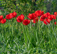 fileadmin/roha/images_galerie/Baum-natur-garten/Blumengarten-Blumen/BL-HAUSG-TULP-0041-02-D-roha-Hausgarten-Blumen-Tulpen-Tulipa-Fruehling-rot.png