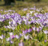 fileadmin/roha/images_galerie/Baum-natur-garten/Blumengarten-Blumen/BL-KROK-0037-D-roha-Blumen-Krokus-Fruehling-blau-lila-crocus.png