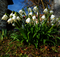 fileadmin/roha/images_galerie/Baum-natur-garten/Natur-Wildblumen-Landschaft/BL-SCHNEEGL-0006-3-D-roha-Blumen-Schneegloeckchen-Fruehlingsknotenblume-Leucojum-vernum.png