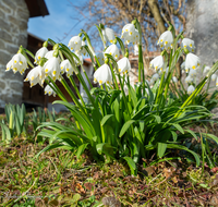 fileadmin/roha/images_galerie/Baum-natur-garten/Natur-Wildblumen-Landschaft/BL-SCHNEEGL-0006-3-D-roha-Blumen-Schneegloeckchen-Fruehlingsknotenblume-Leucojum-vernum.png