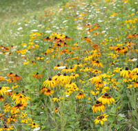 fileadmin/roha/images_galerie/Baum-natur-garten/Natur-Wildblumen-Landschaft/BL-WIESE-SURSP-0006-D-roha-Blumenwiese-Surspeicher-Petting-Teisendorf.png