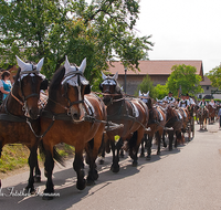 fileadmin/roha/images_galerie/brauchtum/Leonhardiritt/Holzhausen_01/BR-PFRI-HOLZ-0166-D-roha-Brauchtum-Pferdeumritt-Holzhausen-Teisendorf-Leonhardiritt-Pferd-Zehnerzug.png