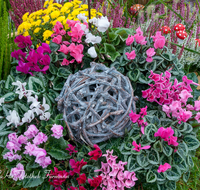 fileadmin/roha/images_galerie/Baum-natur-garten/Haus-Blumenschmuck-Deko/LANDA-BLUMENSCHM-DEKO-0001-D-roha-Landart-Blumenschmuck-Deko-Alpenveilchen-Cyclamen.png