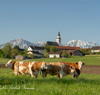 fileadmin/roha/images_galerie/Tiere/Kuh-Schaf-Pferd-Ziege/TEI-WEI-0004-6-01-D-roha-Teisendorf-Weildorf-Kirche-Kuh-Hochstaufen-Zwiesel.png