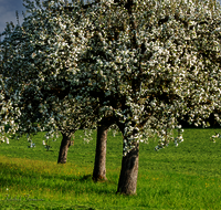 fileadmin/roha/images_galerie/Baum-natur-garten/Baeume/BAUM-APFEL-BLUE-0011-0-5-D-H-roha-Baum-Apfel-Bluete-Landwirtschaft.png