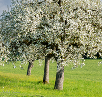 fileadmin/roha/images_galerie/Baum-natur-garten/Baeume/BAUM-APFEL-BLUE-0011-0-5-D-H-roha-Baum-Apfel-Bluete-Landwirtschaft.png