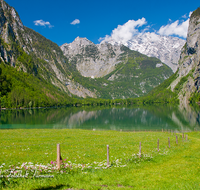 fileadmin/roha/images_galerie/orte_landschaft/Berchtesgaden/Koenigssee/BGD-KOE-OBERS-0027-D-roha-Berchtesgaden-Obersee-Koenigssee-Wasser-Blumenwiese-Zaun-Almwiese.png