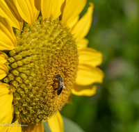 fileadmin/roha/images_galerie/Baum-natur-garten/Blumengarten-Blumen/BL-HAUSG-SONNEBL-0039-D-roha-Blumen-Hausgarten-Sonnenblume-Biene.png