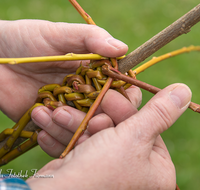 fileadmin/roha/images_galerie/brauchtum/Ostern/BR-OST-PALM-0010-0-09-D-roha-Brauchtum-Ostern-Palmbesen-binden-Weide-Stock-Gerte-Hand.png