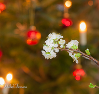 fileadmin/roha/images_galerie/brauchtum/Weihnachten/BR-WEIH-BARB-CHR-0001-D-roha-Brauchtum-Weihnachten-Barbara-Zweig-Christbaum-Kirsch-Bluete.png