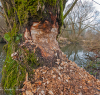 fileadmin/roha/images_galerie/Baum-natur-garten/Natur-Wildblumen-Landschaft/NATUR-BIB-BAUM-SURSP-0004-D-roha-Natur-Biber-Baum-Surspeicher-Teisendorf.png