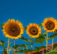 fileadmin/roha/images_galerie/Baum-natur-garten/Blumengarten-Blumen/BL-HAUSG-SONNEBL-0007-2-D-roha-Blumen-Hausgarten-Sonnenblume-Biene.png