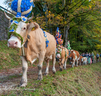 fileadmin/roha/images_galerie/brauchtum/Almabtrieb/Almabtrieb-Wasserfallalm/BR-ALMAB-BGD-OB-SLUZ-00113-D-roha-Almabtrieb-Berchtesgaden-Wasserfallalm-Obersulzberglehen-Fuikl.png