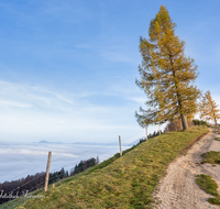 fileadmin/roha/images_galerie/orte_landschaft/Anger/Anger/Anger-Stimmung/WEGE-ANG-FUER-0002-D-roha-Weg-Strasse-Anger-Fuermann-Alm-Herbst-Laerche.png