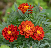 fileadmin/roha/images_galerie/Baum-natur-garten/Blumengarten-Blumen/BL-HAUSG-TAG-0002-D-roha-Blumen-Hausgarten-Tagetes-Studentenblume.png