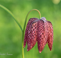 fileadmin/roha/images_galerie/Baum-natur-garten/Natur-Wildblumen-Landschaft/BL-SCHACHBR-0012-02-D-roha-Blume-Schachbrett-Fritillaria-meleagris-Fruehling.png