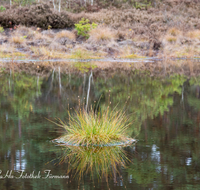 fileadmin/roha/images_galerie/orte_landschaft/Petting/Schoenramer-Moor/PE-SCHOENR-MOOR-0020-04-D-roha-Petting-Schoenramer-Moor-Herbst-Wasser-Moos.png