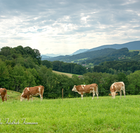 fileadmin/roha/images_galerie/Tiere/Kuh-Schaf-Pferd-Ziege/TIE-KUEHE-LAUT-0003-D-roha-Tiere-Kuh-Herde-Weide-Lauter.png