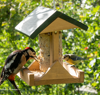 fileadmin/roha/images_galerie/Tiere/TIE-VOEG-HAEUSCH-0013-01-D-roha-Tiere-Vogel-Haeuschen-Futter-Kohlmeise-Specht_01.png