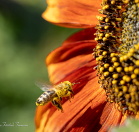 fileadmin/roha/images_galerie/Tiere/Insekten/BL-HAUSG-SONNEBL-0060-D-roha-Blumen-Hausgarten-Sonnenblume-Biene.png