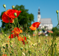 fileadmin/roha/images_galerie/Baum-natur-garten/Natur-Wildblumen-Landschaft/BL-MOHN-0007-D-roha-Blumen-Mohn-Klatschmohn-Anger-Papaver-rhoeas-rot.png